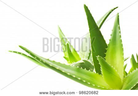 Green leaves of aloe plant