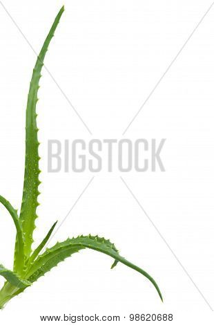 Green leaves of aloe plant