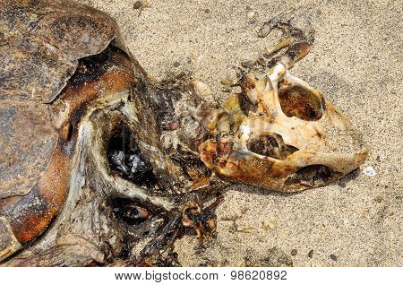 Decomposed Carcass Of A Sea Turtle