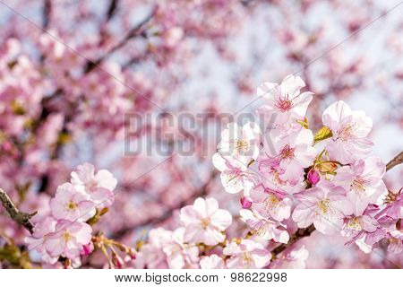 Cherry blossoms
