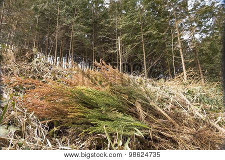 Japanese cedar seedlings