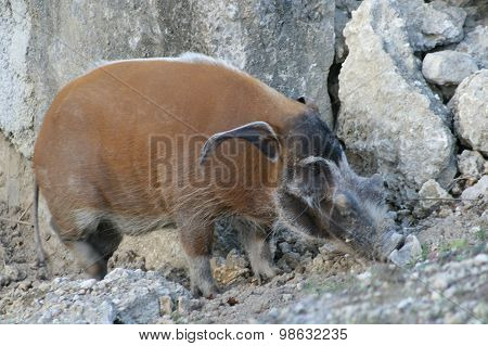 wild pig