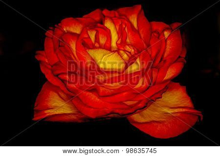 Orange Rose