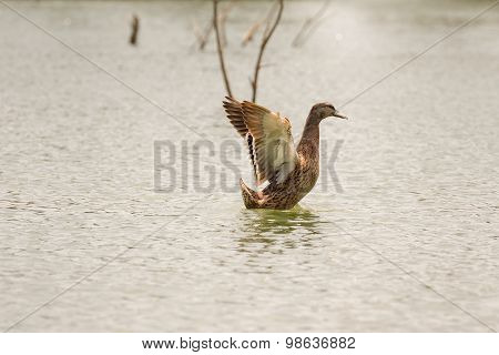 Duck shaking her wings in lake Beletsi Greece.