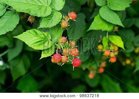 Bunches Of Black Raspberry (rubus Occidentalis) Ripening On The Branches