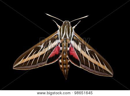 Striped Hawk-moth (Hyles livornica)