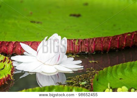 Victoria Amazonica Flower Closeup