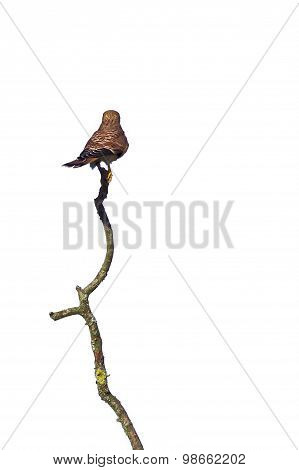 Common Kestrel (falco Tinnunculus) Seen From Behind, Sitting On A Wery Long Branch,on White