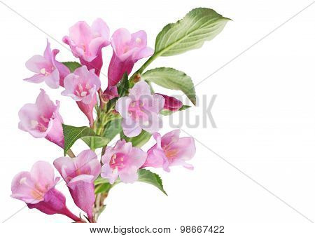 Weigela Flower Cluster