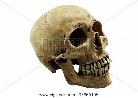 Skull