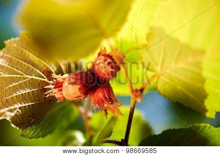 Hazel Filbert Tree With Hazelnuts Macro Closeup