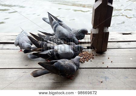 Group Of Pigeon Eating.