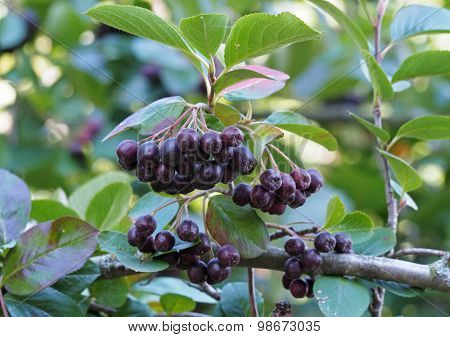 Branch chokeberries with black berries