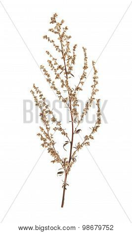 Chenopodium