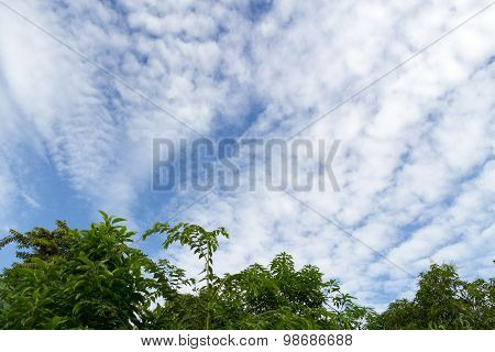 Beautiful Cloud And Sky With Tree  Abstract Background
