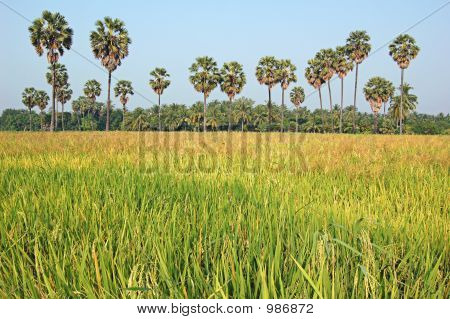 นา Sugarpalm