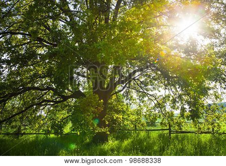 The Old Oak Tree In Bright Summer Day