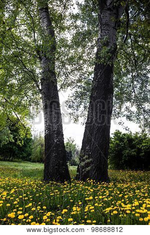 Trees Surrounded By Blooming Yellow Dandelions