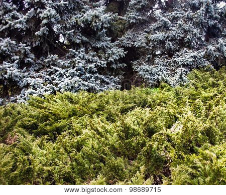 Landscape With Blue Spruces And Juniper Bushes
