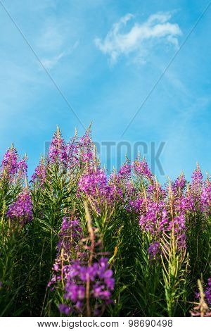 Fireweed (epilobium Or Chamerion Angustifolium)