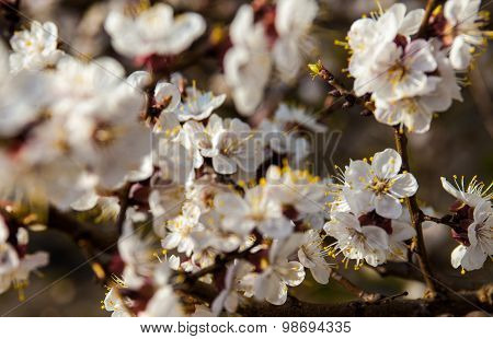 White Flowers Of The Apricot Tree