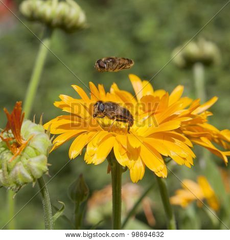 Hoverfly On Orange Pot Marigold In Sunny Garden With Other Fly Hovering Above