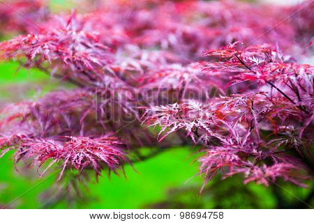 Pink Leaves Of The Japanese Maple (acer Palmatum)