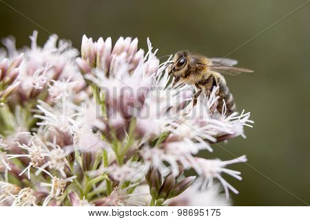 Bee On Epatorium Purpureum