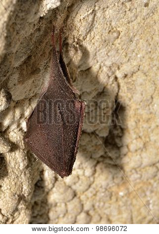 Greater Mouse-eared Bat ( Myotis Myotis)