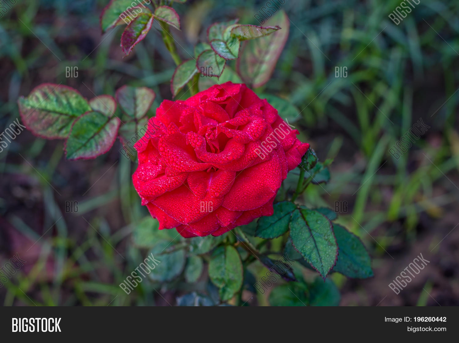 Early Morning Image & Photo (Free Trial) | Bigstock