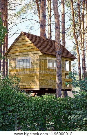 Wooden house on the pine trees in the forest