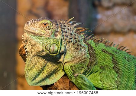 Aggressive green iguana with raised head close-up