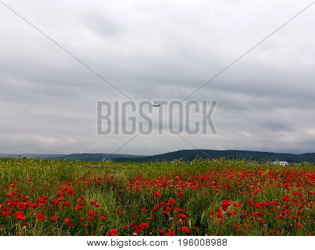 Plane Flies In Cloudy Sky. Flowers Red Poppies Blossom On Wild Field. Beautiful Field Red Poppies Wi