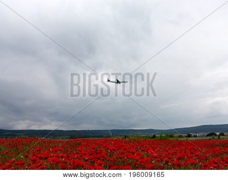Plane flies in cloudy sky. Flowers Red poppies blossom on wild field. Beautiful field red poppies with selective focus. Red poppies in soft light. Natural Drugs. Glade red poppies. Lonely red poppy. blur