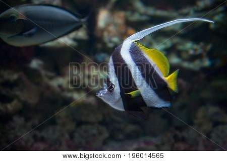 Moorish Idol Zanclus cornutus in search of food