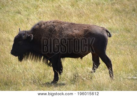 Solitary buffalo bison in Yellowstone National Park