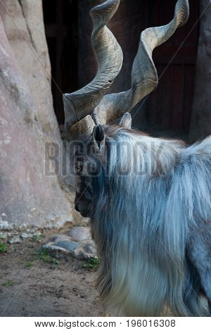 Bukharan marchor mountain also known as Turkemen Markhor.