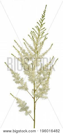 white astilba flower isolated on white background