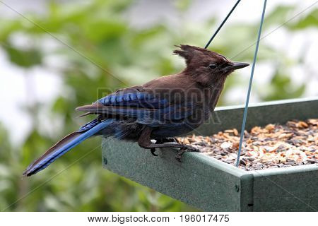 Stellers Jay (Cyanocitta stelleri) on a feeder with a green background