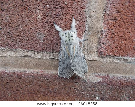 Large UK Moth called a Adult hairy Puss