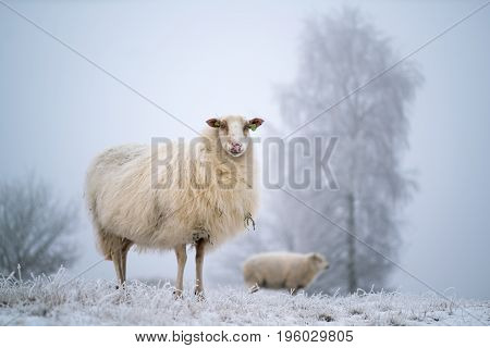 A curious sheep in a frozen wintry scene