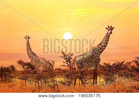 Group of giraffes on sunset background. Serengeti national park.