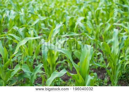 Small Corn Field Agriculture. Green Nature. Rural Farm Land In Summer