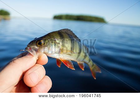 The fisherman holds a perch in his hand at lake