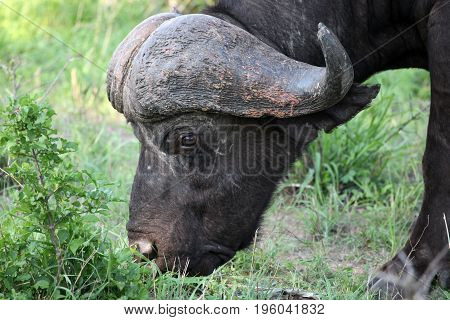 Cape Buffalo (Syncerus caffer) Eastern Cape South Africa