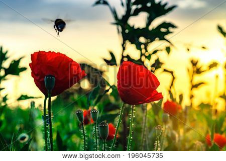 Flying Bumblebee And Red Poppy, Sunrise Time, Alsace, France