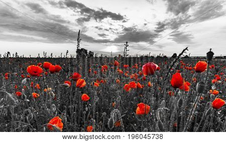 Only Red Color Of Poppies On Black And White Bachground