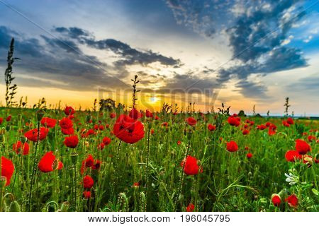 Colorful Landscape At Sunrise: Sun, Red Poppies And Blue Sky