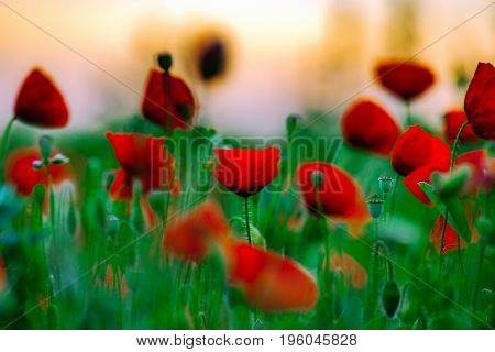 Colorful Closeup Of Poppies At Sunrise