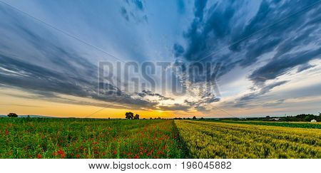 Beautiful Red Poppies Field Sunrise Panoramic View, Alsace, France